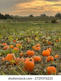 Sunset over the Pumpkin Patch