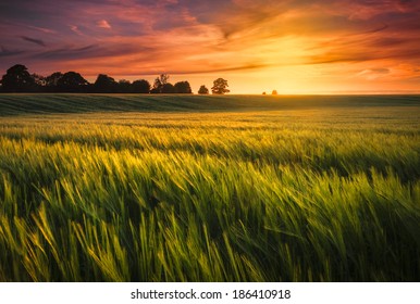 Sunset over a ripening wheat field