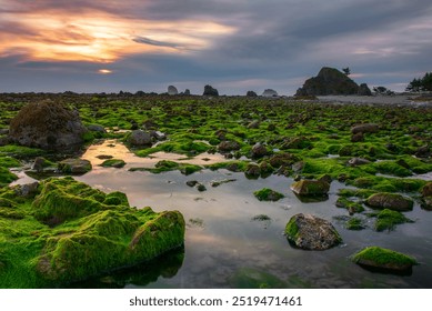 Sunset over a rocky shoreline with vibrant green moss covering stones and tide pools reflecting the sky. Distant rocks and a hazy, cloudy sky enhance the serene, natural scene. - Powered by Shutterstock