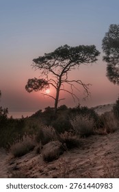 Sunset over sand dunes and pine trees at Patara Beach, Turkey. Sun setting behind a lone pine tree and coastal vegetation on the sand dunes of Patara Beach, Turkey. Warm golden hour light, natural landscape with sea horizon and Mediterranean atmosphere.