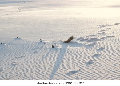 Sunset Over Sand Dunes In Skagen Denmark