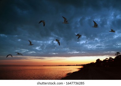 シルエットの手の子は 想像力を持って自由に鳥と飛び ぼかした自然の夕日の背景に自由な鳥が飛ぶように紙鳥を放ちます によく似た画像 写真素材 ベクター画像 Shutterstock