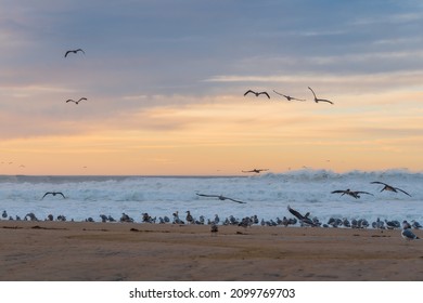 Sunset Over The Sea And Flock Of Birds On The Beach, Seagulls And Pelicans, California Central Coast