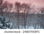 a sunset over the snow covered trees in Torrington Connecticut in winter.