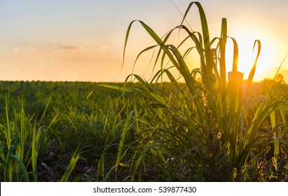 Sunset over sugar cane field - Shutterstock ID 539877430