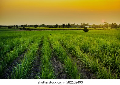 Sunset Over Sugar Cane Field