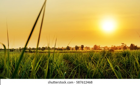 Sunset Over Sugar Cane Field