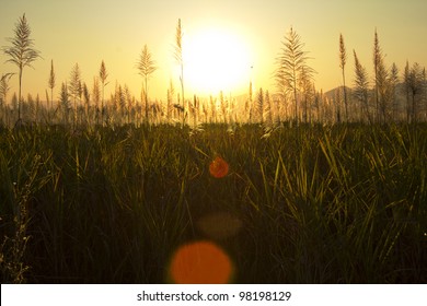 Sunset Over Sugar Cane Field