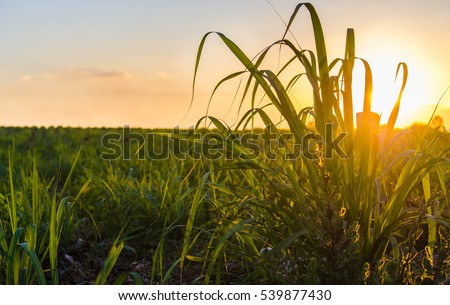Sunset over sugar cane field
