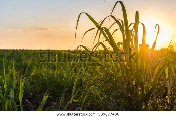 サトウキビ畑の夕日 の写真素材 今すぐ編集