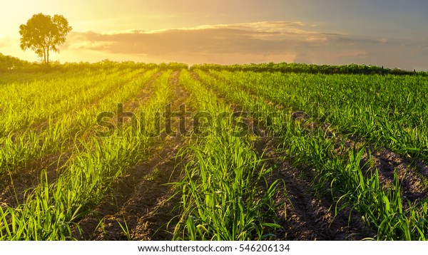 Sunset Over Sugar Cane Field Stock Photo (Edit Now) 546206134