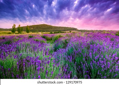 Sunset over a summer lavender field in Tihany, Hungary- This photo make HDR shot