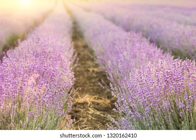 Лаванда Рассвет stock photos