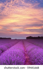 Sunset Over A Summer Lavender Field In Provence, France