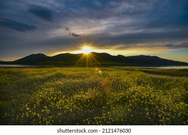 Sunset Over A Super Bloom On The Lake