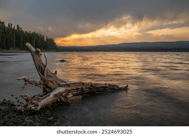 Sunset over a tranquil lake with rippling water, a partly cloudy sky, and a distant forest silhouette. A large, weathered tree trunk lies partly submerged along the rocky shoreline in the foreground. - Powered by Shutterstock