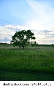 Sunset over a tree in a field