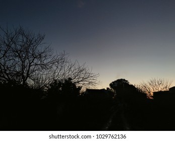 Sunset Over the Trees