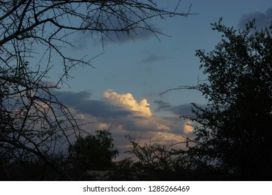 Sunset over the trees 