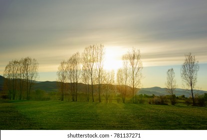 Sunset over the Trees