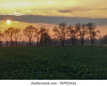 
sunset over the trees