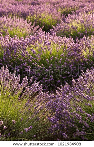 Similar – #A# Lavender sun