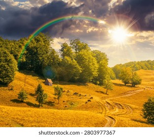 sunset over view of mountain meadow. countryside summertime landscape with beech forest on the grassy field on hill. cloudy sky. alpine background for travel through highland. weather with rainbow