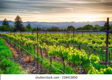 Sunset Over Vineyards In California's Wine Country. Sonoma County, California