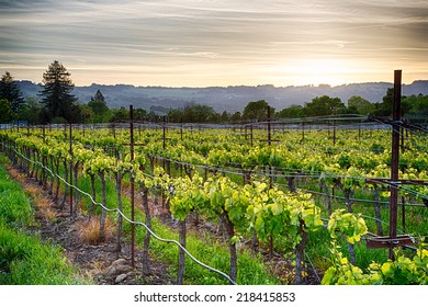 Sunset Over Vineyards In California's Wine Country. Sonoma County, California