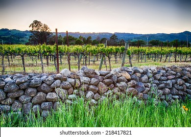 Sunset Over Vineyards In California's Wine Country. Sonoma County, California