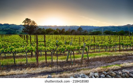 Sunset Over Vineyards In California's Wine Country. Sonoma County, California