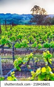 Sunset Over Vineyards In California's Wine Country. Sonoma County, California