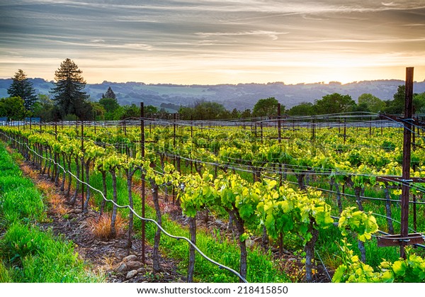 Sunset over vineyards in California\'s wine\
country. Sonoma county,\
California