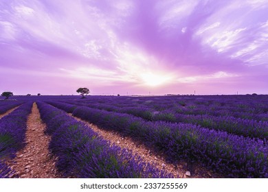 Sunset over a violet lavender field in Brihuega, Alcarria. (Spain) - Powered by Shutterstock