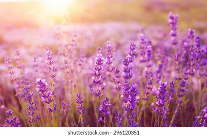 Sunset over a violet lavender field in Provence, France - Shutterstock ID 296120351