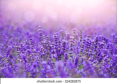 Sunset over a violet lavender field in Provence,Hokkaido - Shutterstock ID 324282875