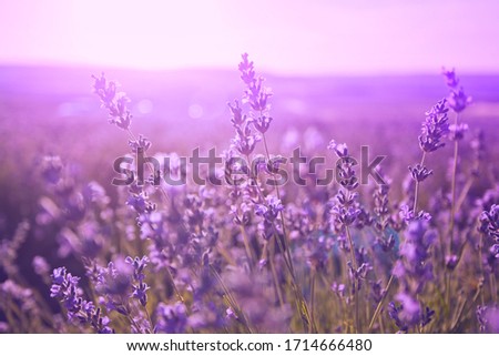Sunset over a violet lavender field in Provence