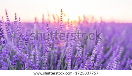 Sunset over a violet lavender field .Valensole lavender fields, Provence, France. Сток-фото © 