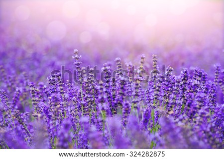 Sunset over a violet lavender field in Provence,Hokkaido
