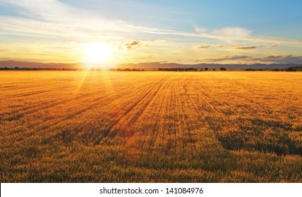 Sunset Over Wheat Field.