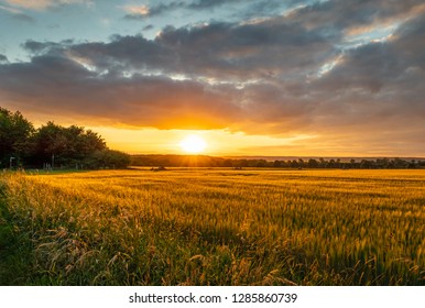 The sunset over wheat field in Germany .