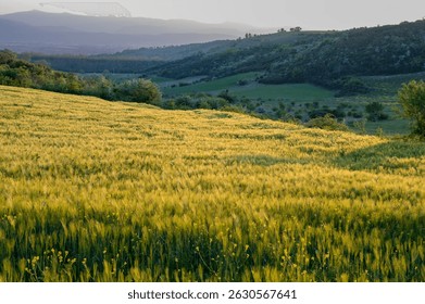 Sunset over wheat fields and rolling hills in Abruzzo, Italy