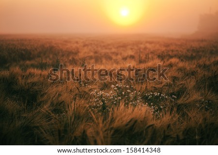 sunset over wheatfield