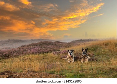 Sunset over a wide moorland landscape Balloërveld with rolling hills full of blooming heather and two posing old dogs against a misty background and warm colored cloud wisps - Shutterstock ID 2143192895