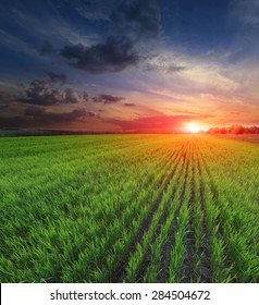 Sunset Over Young Green Sprouts On Crop Field