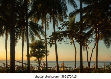 Sunset with palm