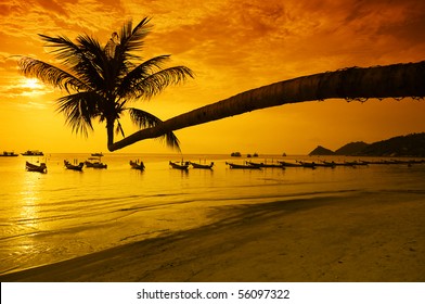 Sunset with palm and longtail boats on tropical beach. Ko Tao island, Thailand - Powered by Shutterstock