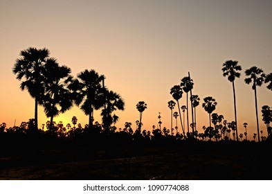 Sunset at the palm tree.