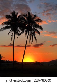 Sunset Palm Tree