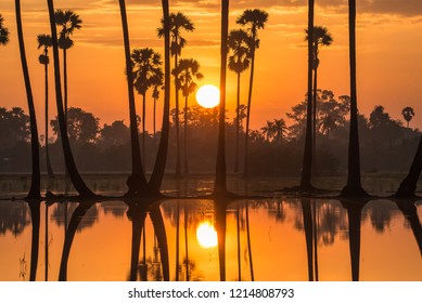 
Sunset at Palm tree